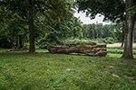 Niederösterreich 3D - Eckartsau -  Baumstamm