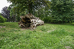 Niederösterreich 3D - Eckartsau -  Baumstamm