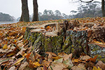 Niederösterreich 3D - Laxenburg - Herbst