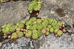 Niederösterreich 3D - Maissau - Euphorbia myrsinites