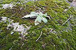 Niederösterreich 3D - Mannersdorf am Leithagebirge - Säulenfragment
