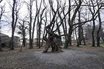 Niederösterreich 3D - Pottendorf - Naturdenkmal Linde