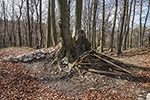Niederösterreich 3D - Sieghartskirchen - Baum