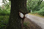 Niederösterreich 3D - Willendorf - Baum mit Verkehrsschild